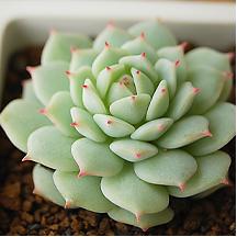 春江花朝秋月夜