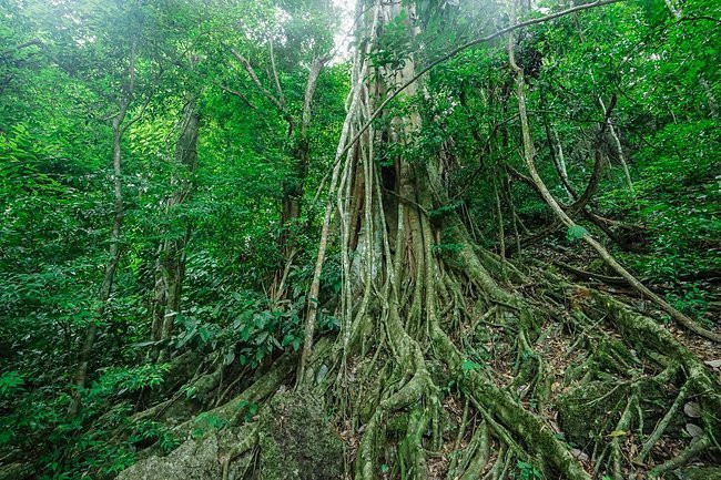 看见机构，缠绕的巨藤与可能的森林