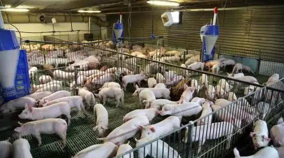 2.1%的降幅背后,全球食品价格的微妙变局与隐忧 2.1%的降幅背后,全球食品价格的微妙变局与隐忧