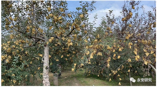 陕甘产区苹果坐果调研，当满树花撞上倒春寒，今年的苹果还甜吗？