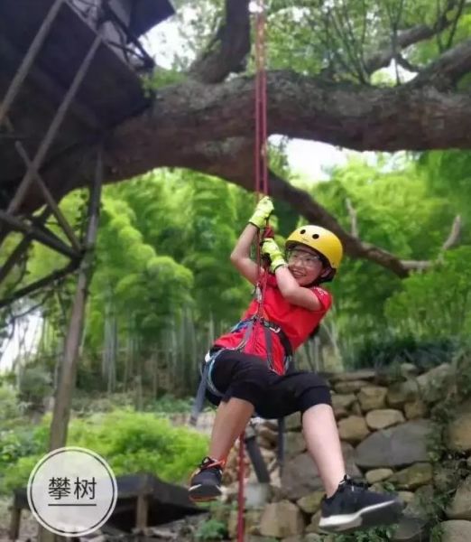 有棵树重整后续,从跨境大卖到逆境求生,一棵树的自我救赎与未来猜想 有棵树重整后续,从跨境大卖到逆境求生,一棵树的自我救赎与未来猜想