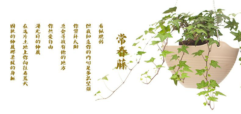 写在时间的常青藤上