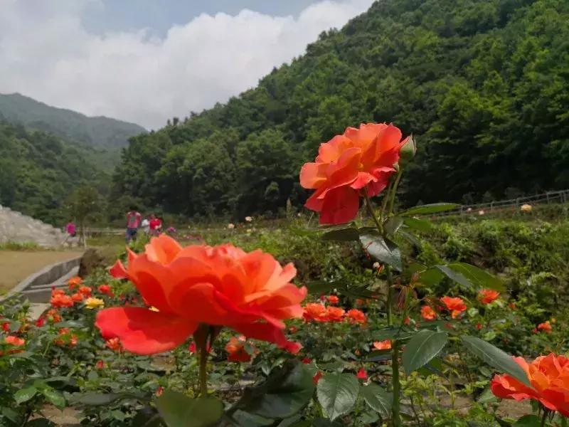 葵花药业，从一朵小葵花到中国家庭的健康符号